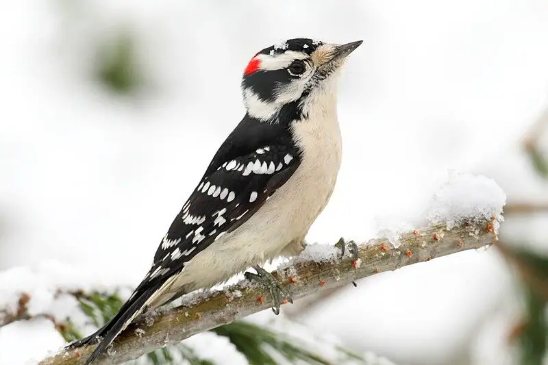 Picture of a downy woodpecker.