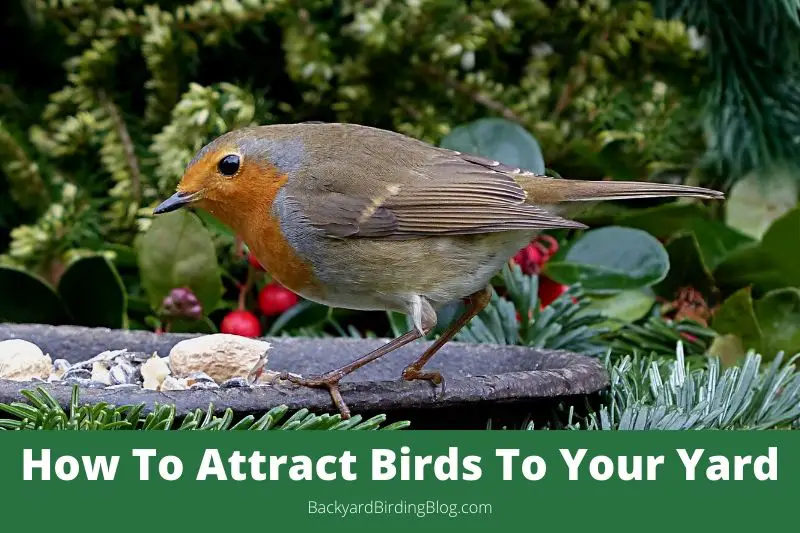 Featured image for article on how to attract birds to your yard