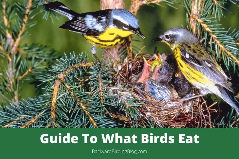 Featured image for a guide to what birds eat.