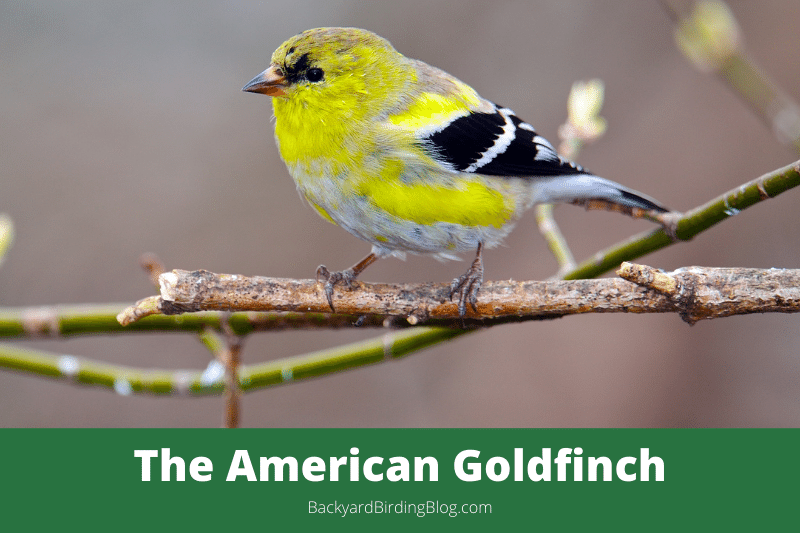 Featured image for a page about the American Goldfinch bird.
