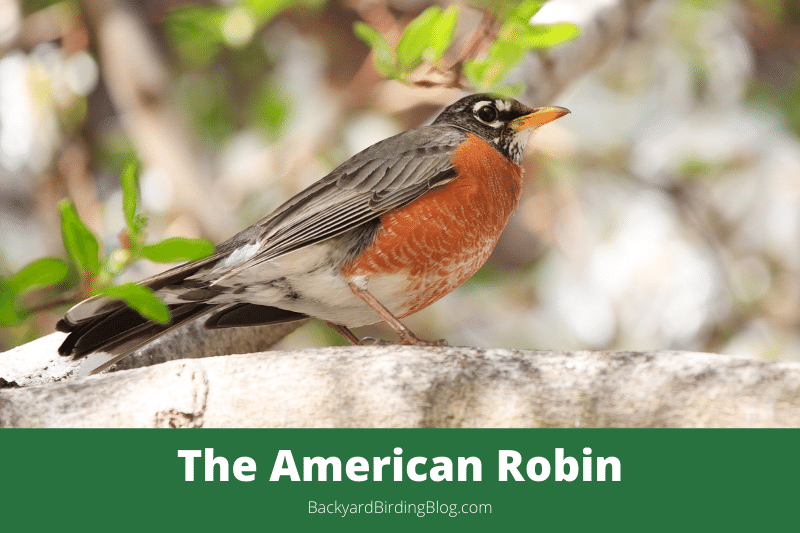 Featured image for a page about the American Robin bird.