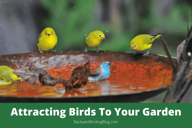Featured image for a page about attracting birds to your backyard or garden.
