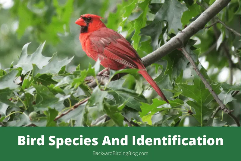 Featured image for a page about backyard bird species and identification.