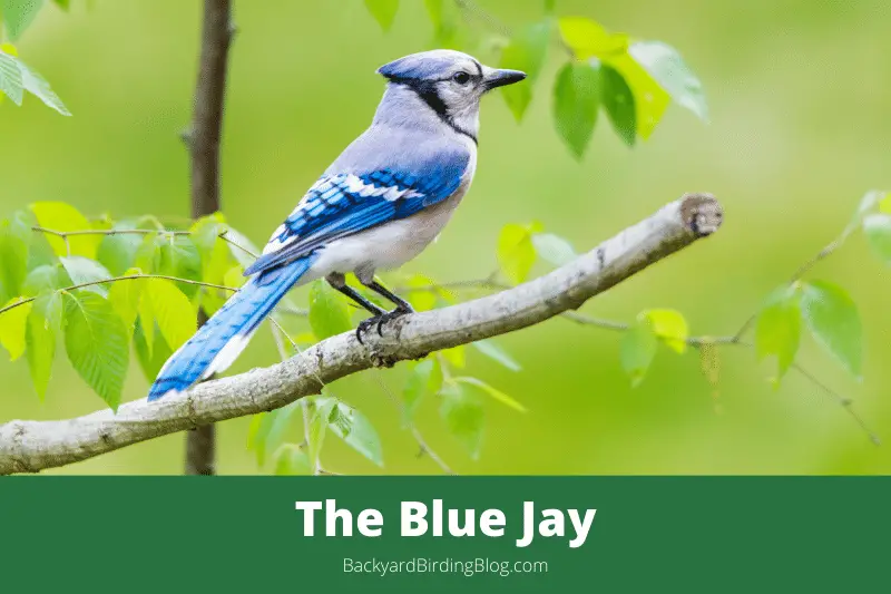 Featured image for a page about the Blue Jay bird.