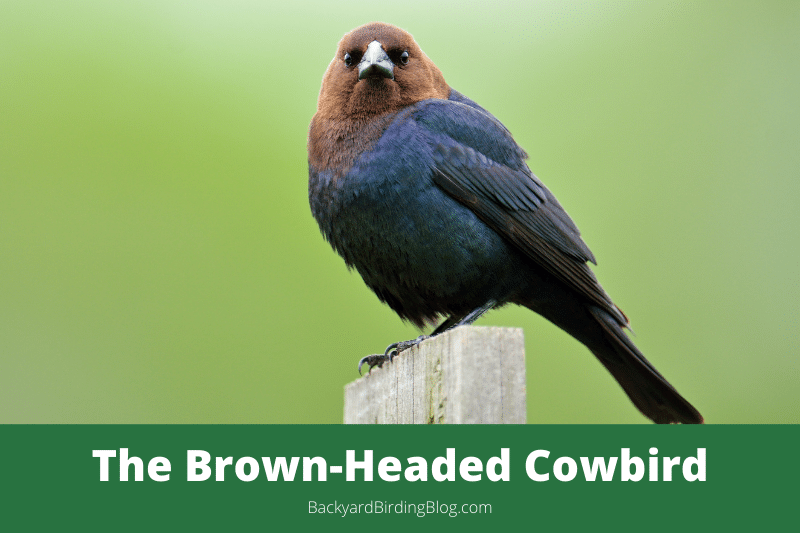 Featured image for a page about the Brown-headed Cowbird bird.