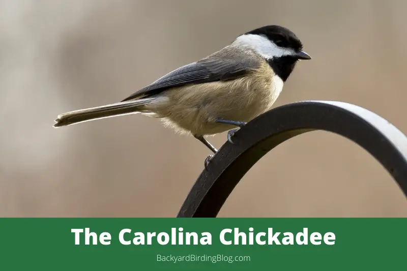 Featured image for a page about the Carolina Chickadee bird.