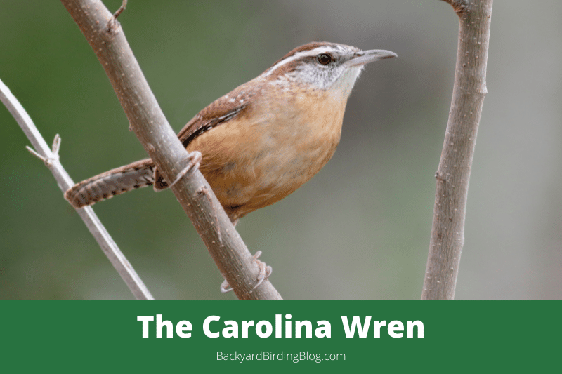Featured image for a page about the Carolina Wren bird.