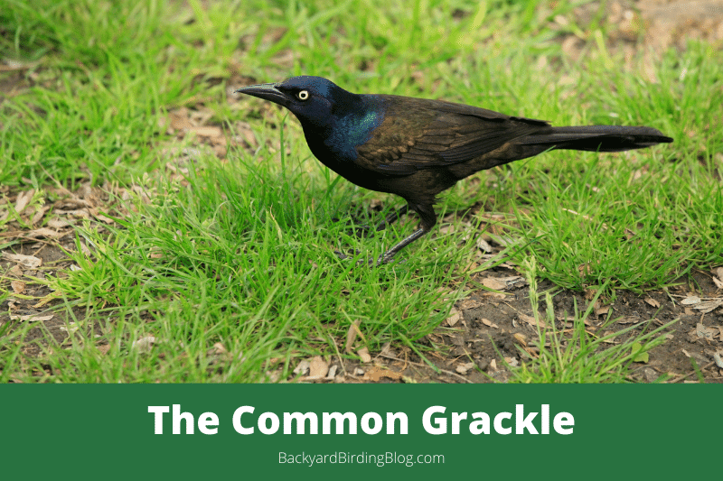 Featured image for a page about the Common Grackle bird.