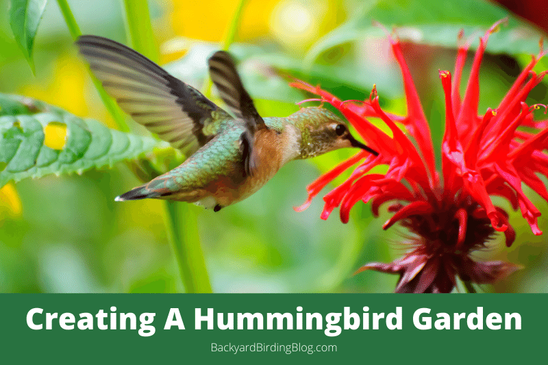 Featured image for a guide to creating a hummingbird garden to attract these beautiful birds.