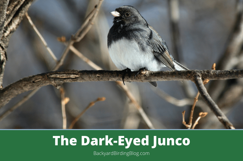 Featured image for a page about the dark eyed junco bird.