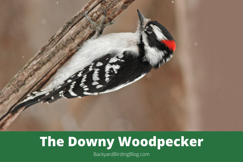Featured image for a page about the Downy Woodpecker bird.