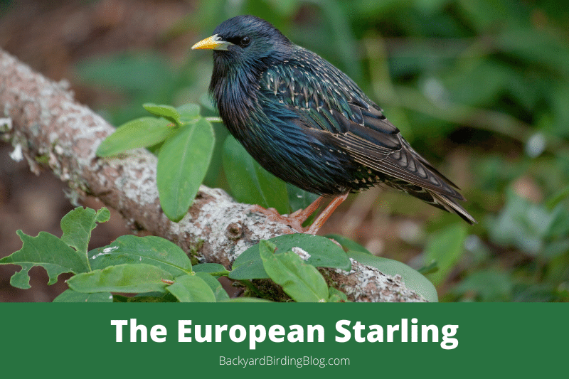Featured image for a page about the European Starling bird.