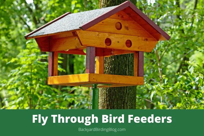 Featured image for a page about fly through bird feeders.