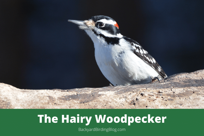 Featured image for a page about the Hairy Woodpecker bird.