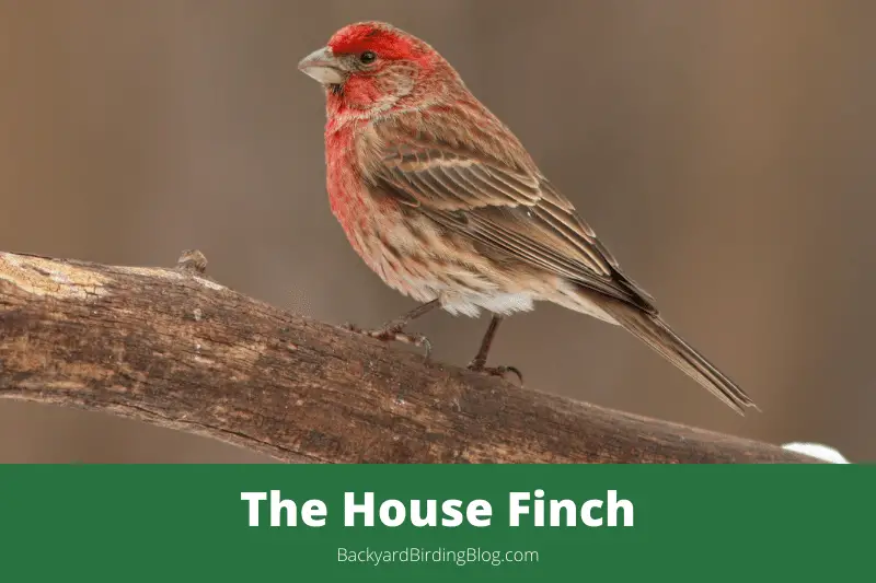 Featured image for a page about the House Finch bird.