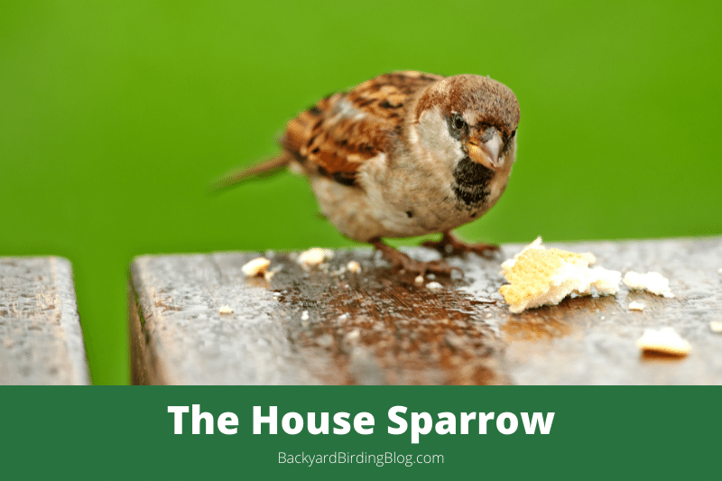 Featured image for a page about the House Sparrow bird.