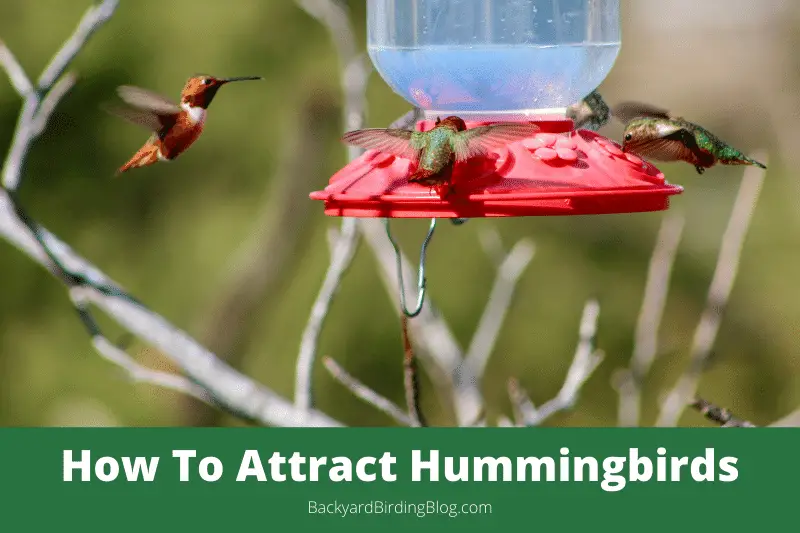 Attracting Birds To Your Yard (Advice, Tips and Techniques)