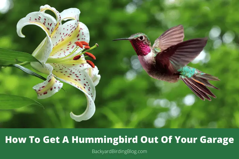 Featured image for a page with some tips on how to get a hummingbird out of your garage.