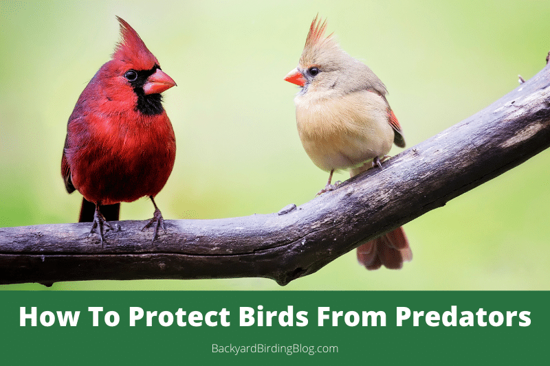 Featured image for a page describing how to protect birds and bird houses from predators.