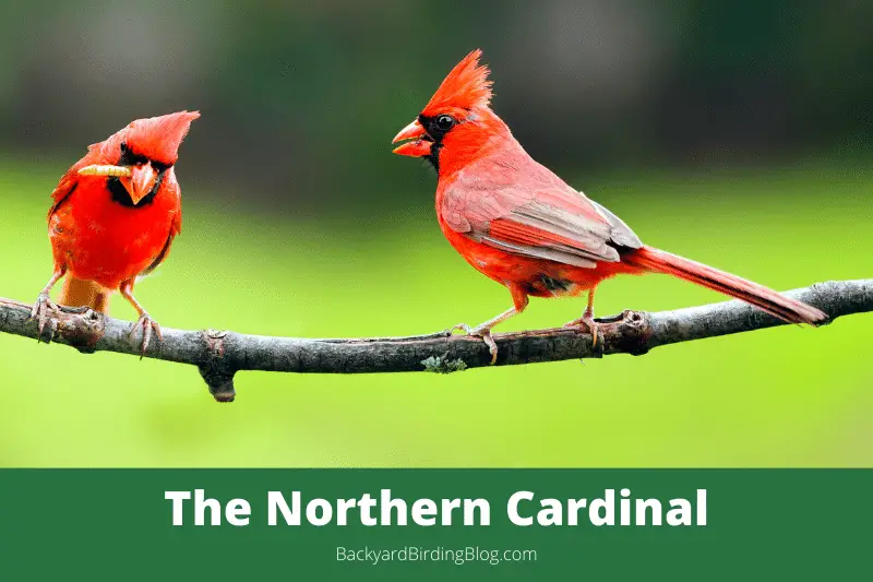 Featured image for a page about the Northern Cardinal bird.