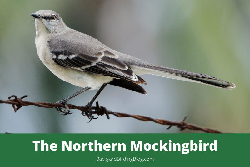 Featured image for a page about the Northern Mockingbird bird.