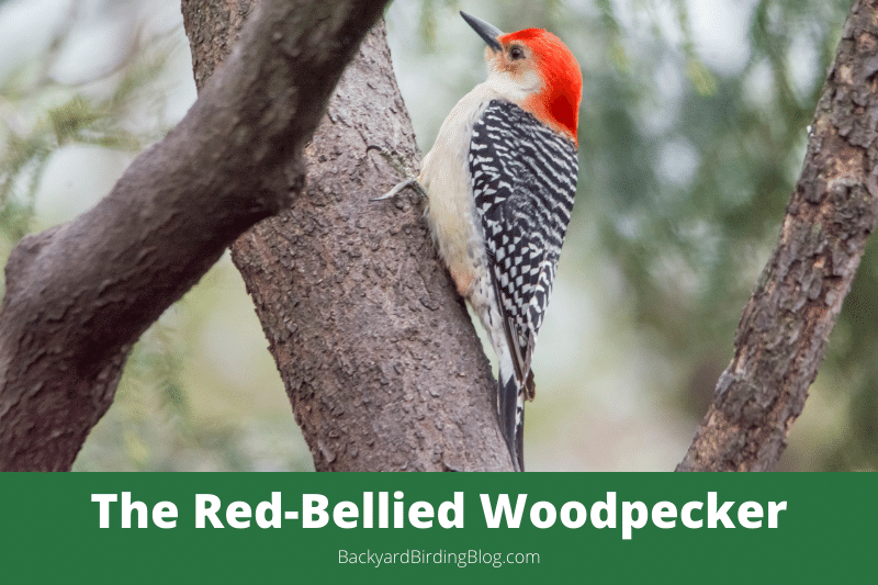 Featured image for a page about the Red-bellied Woodpecker bird.