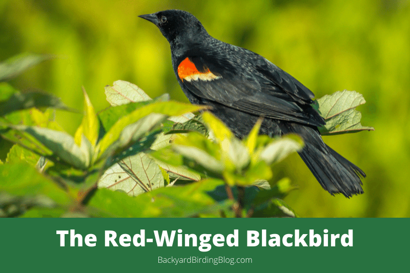 Featured image for a page about the Red-winged Blackbird bird.