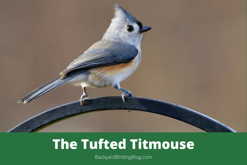 Featured image for a page about the tufted titmouse bird.