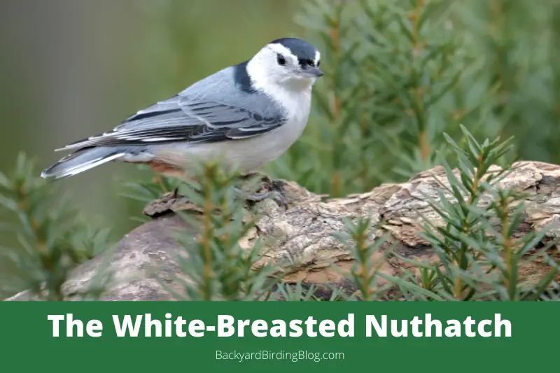 Featured image for a page about the White-breasted Nuthatch bird.