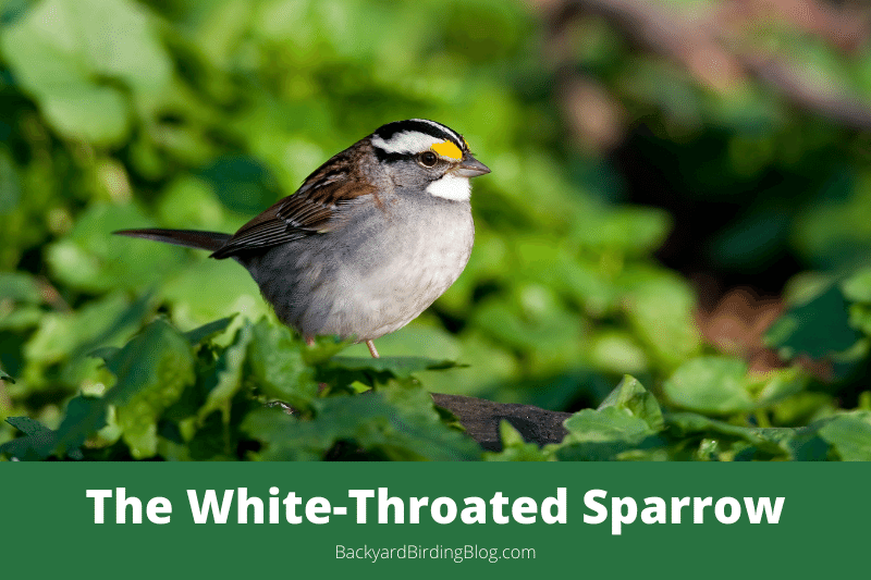 Featured image for a page about the White-throated Sparrow bird.