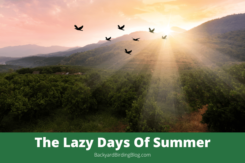 Featured image for an article about the lazy days of summer.